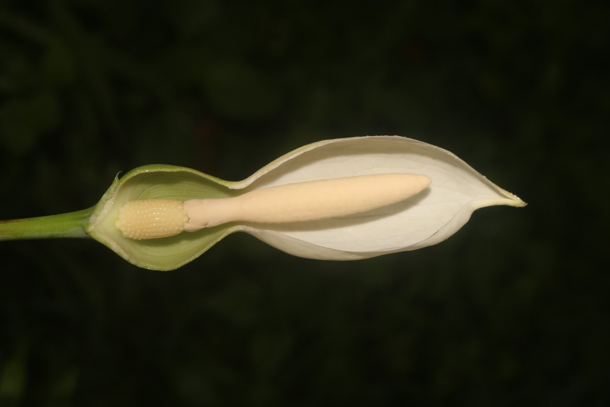 Caladium bicolor (Aiton) Vent.